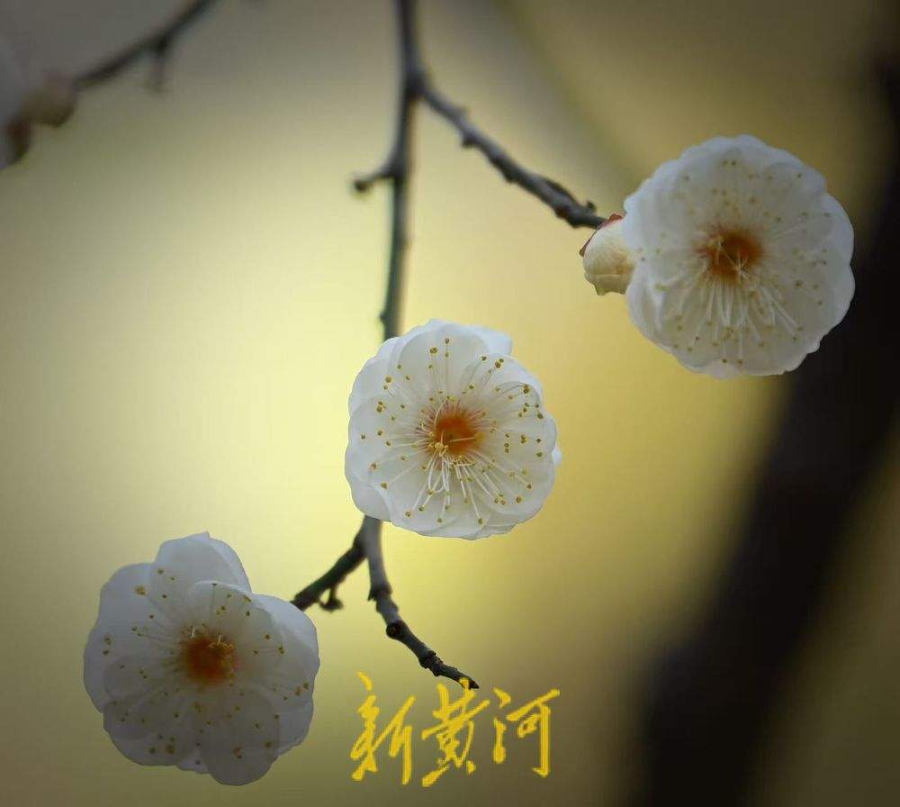 济南冬日里的浪漫 趵突泉畔梅花盛放清香醉人