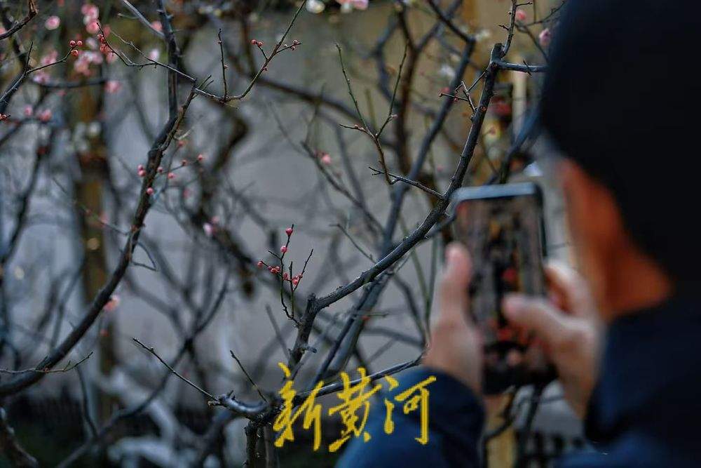 济南冬日里的浪漫 趵突泉畔梅花盛放清香醉人