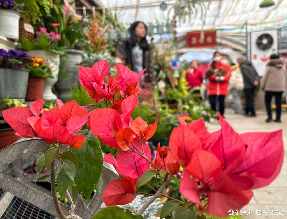 济南年花市场迎春早 蝴蝶兰唱“主角”三角梅成新宠