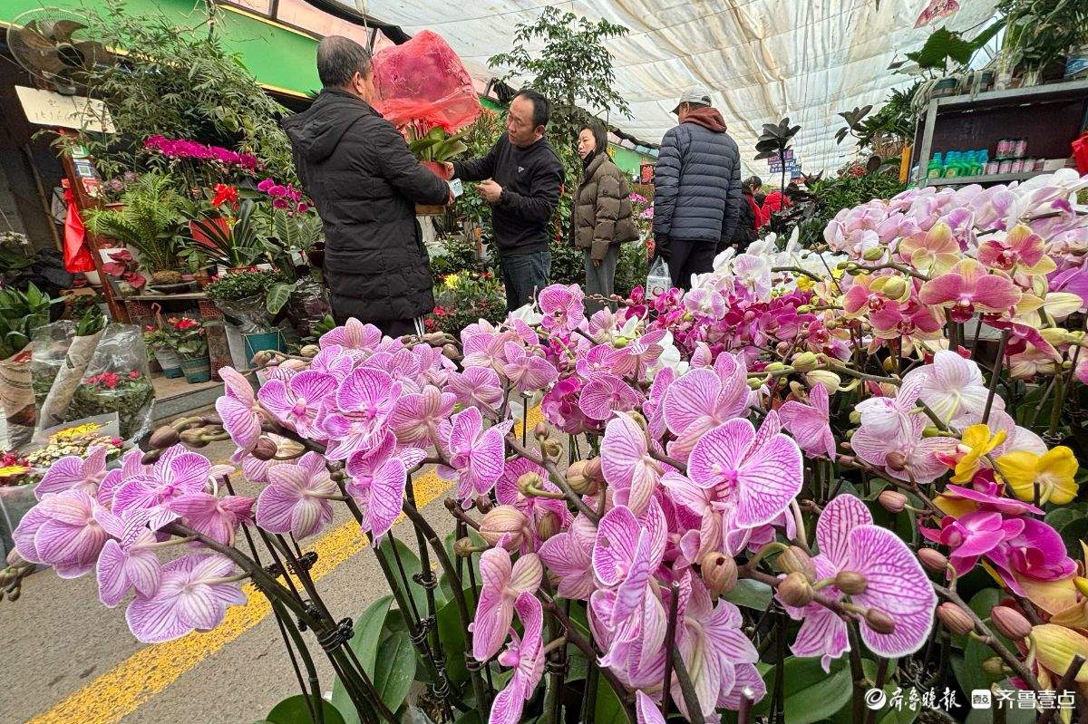 济南年花市场迎春早 蝴蝶兰唱“主角”三角梅成新宠