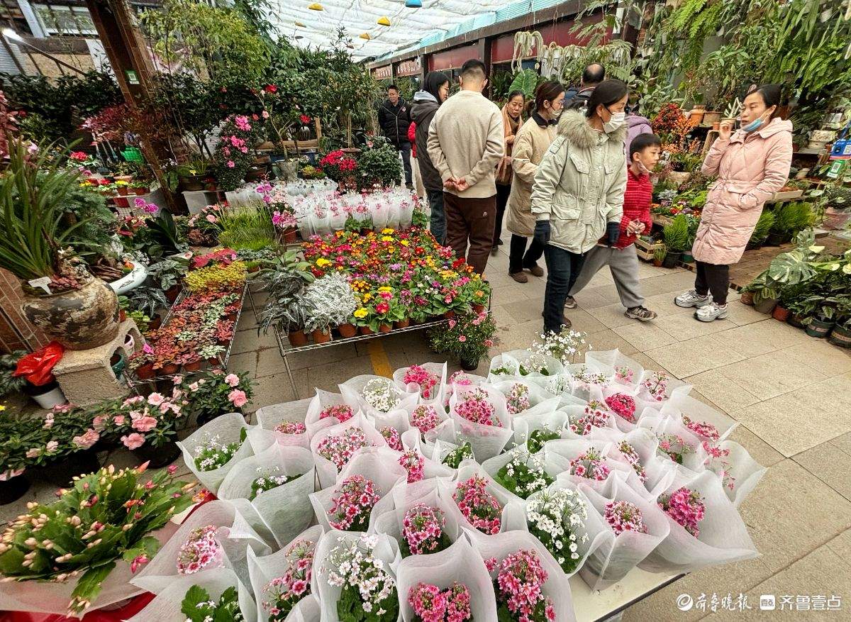 济南年花市场迎春早 蝴蝶兰唱“主角”三角梅成新宠