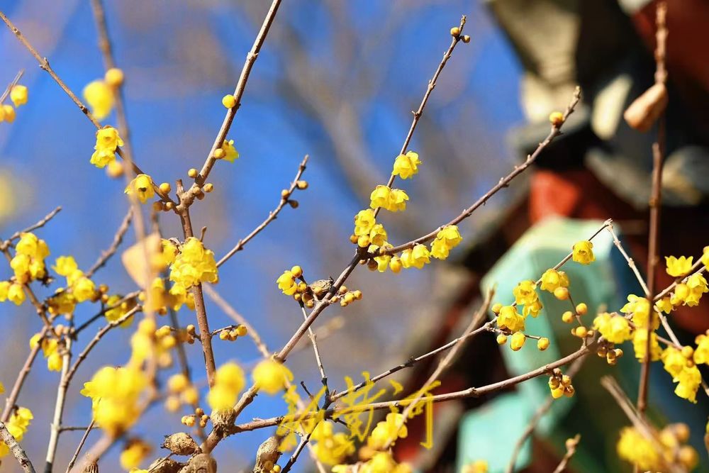 济南大明湖东岸腊梅花开添诗意