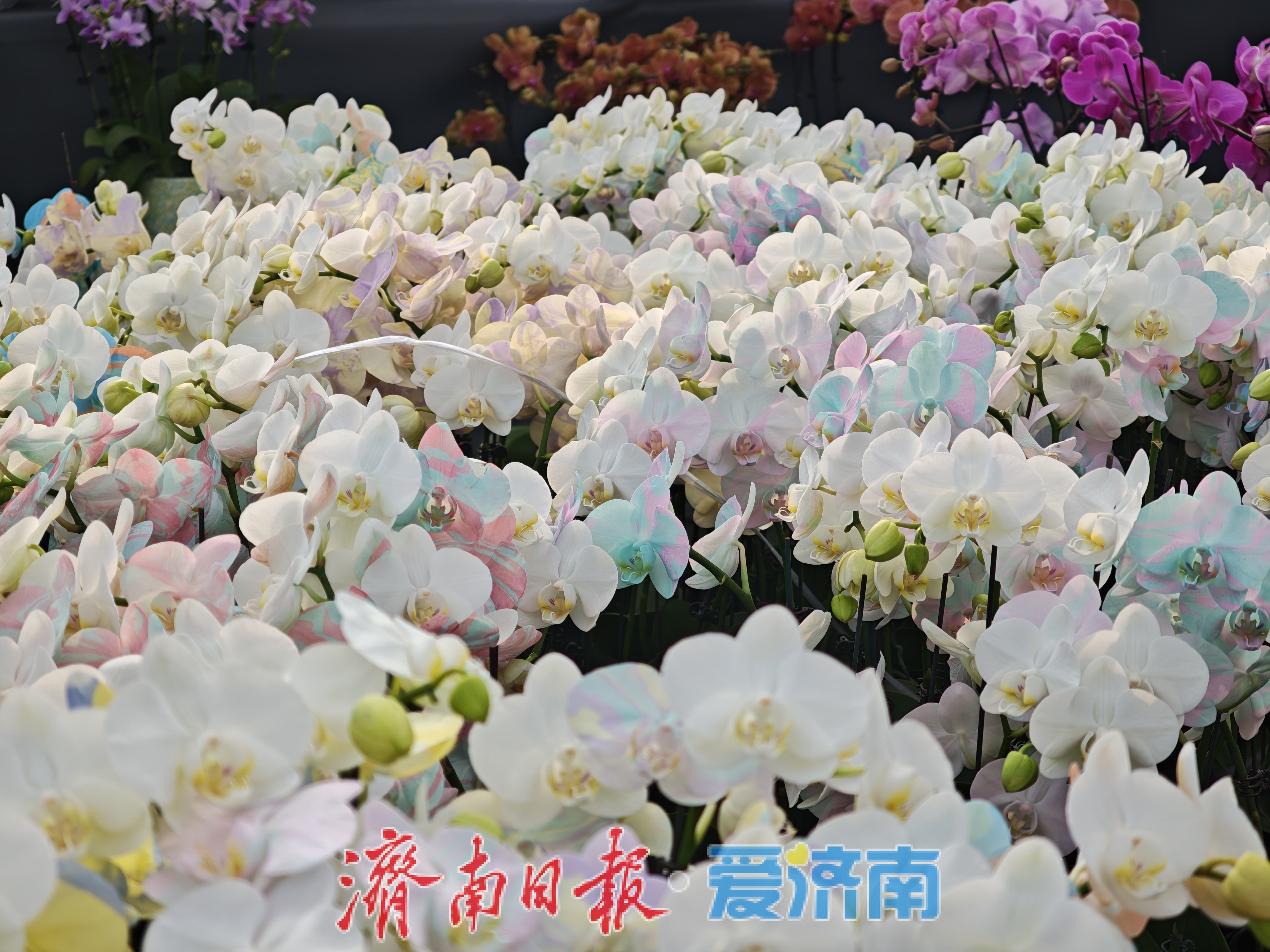 济南富莱花卉市场年花销售火热,蝴蝶兰“新装”引追捧