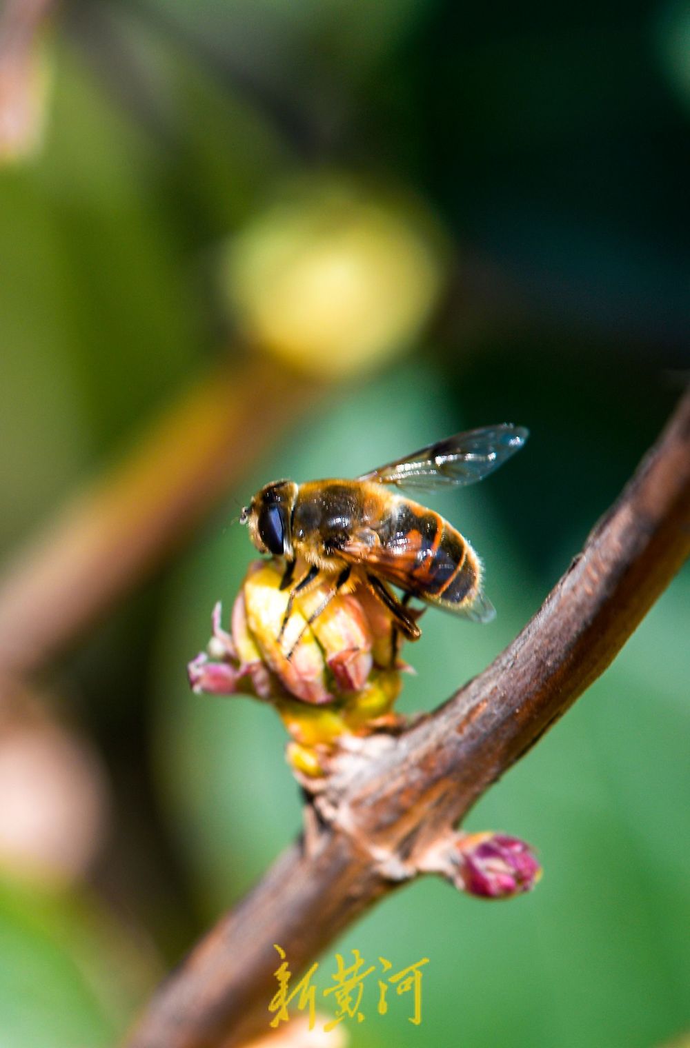 济南：二月春花三九开 蜜蜂赶早来采蜜