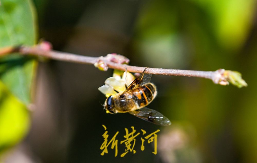 济南：二月春花三九开 蜜蜂赶早来采蜜