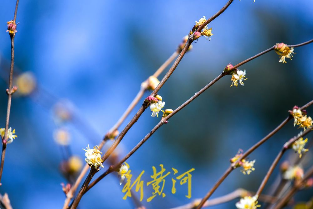 济南：二月春花三九开 蜜蜂赶早来采蜜