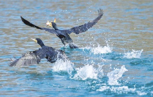 一年四季 泉在济南丨大明湖上演美食争夺战