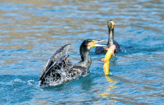 一年四季 泉在济南丨大明湖上演美食争夺战