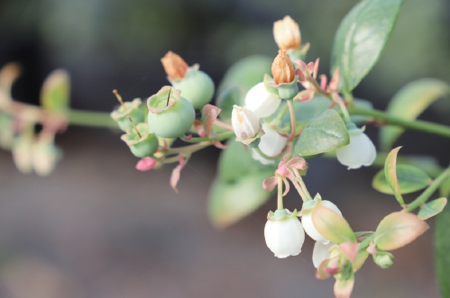 济南“冬闲”人不闲，寒冬沃野产业兴