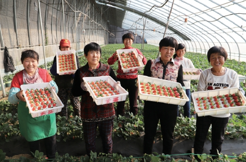 济南“冬闲”人不闲，寒冬沃野产业兴