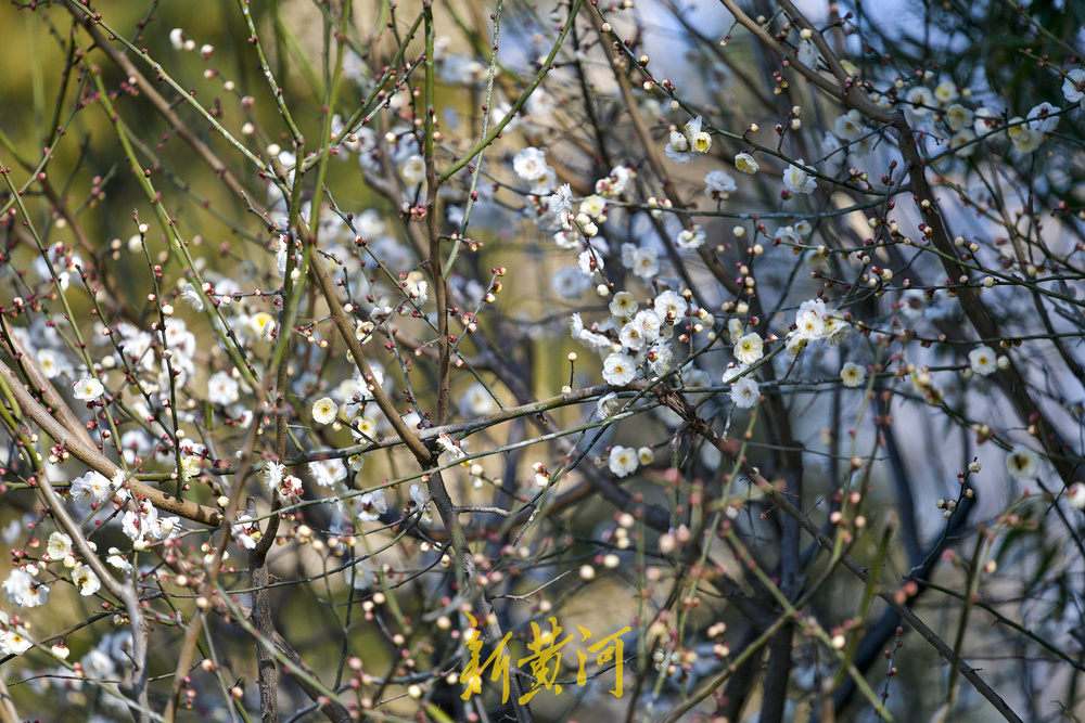泉畔白梅提前绽放 三九飘香引客来