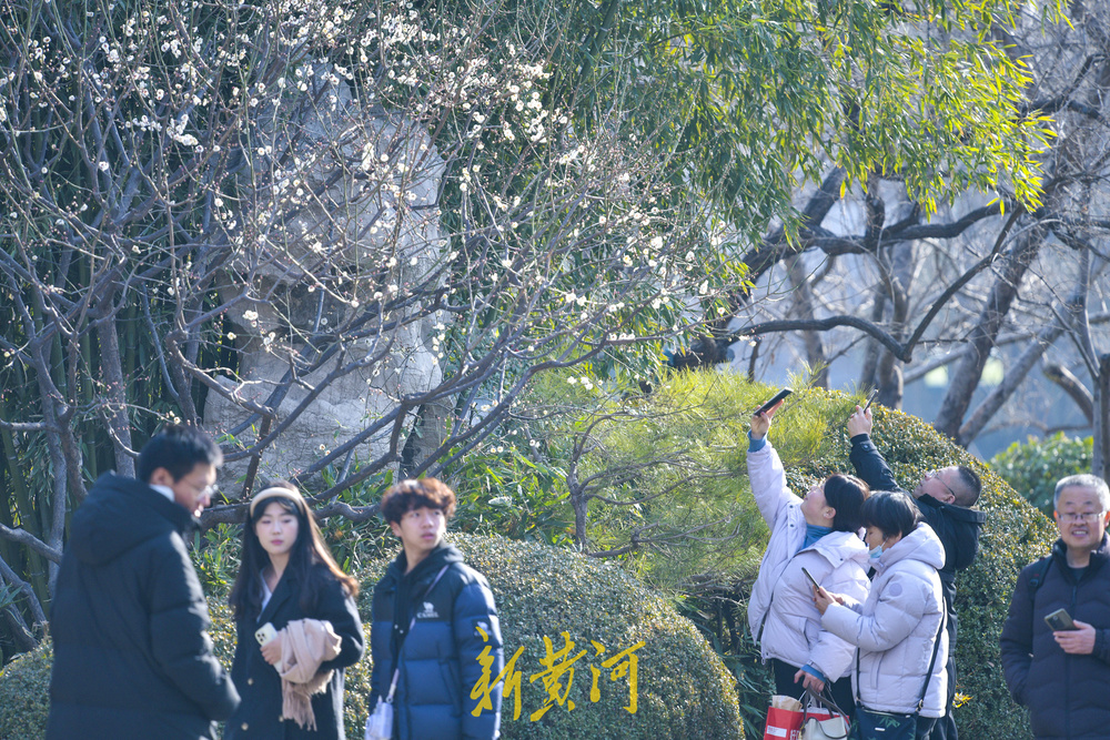 泉畔白梅提前绽放 三九飘香引客来