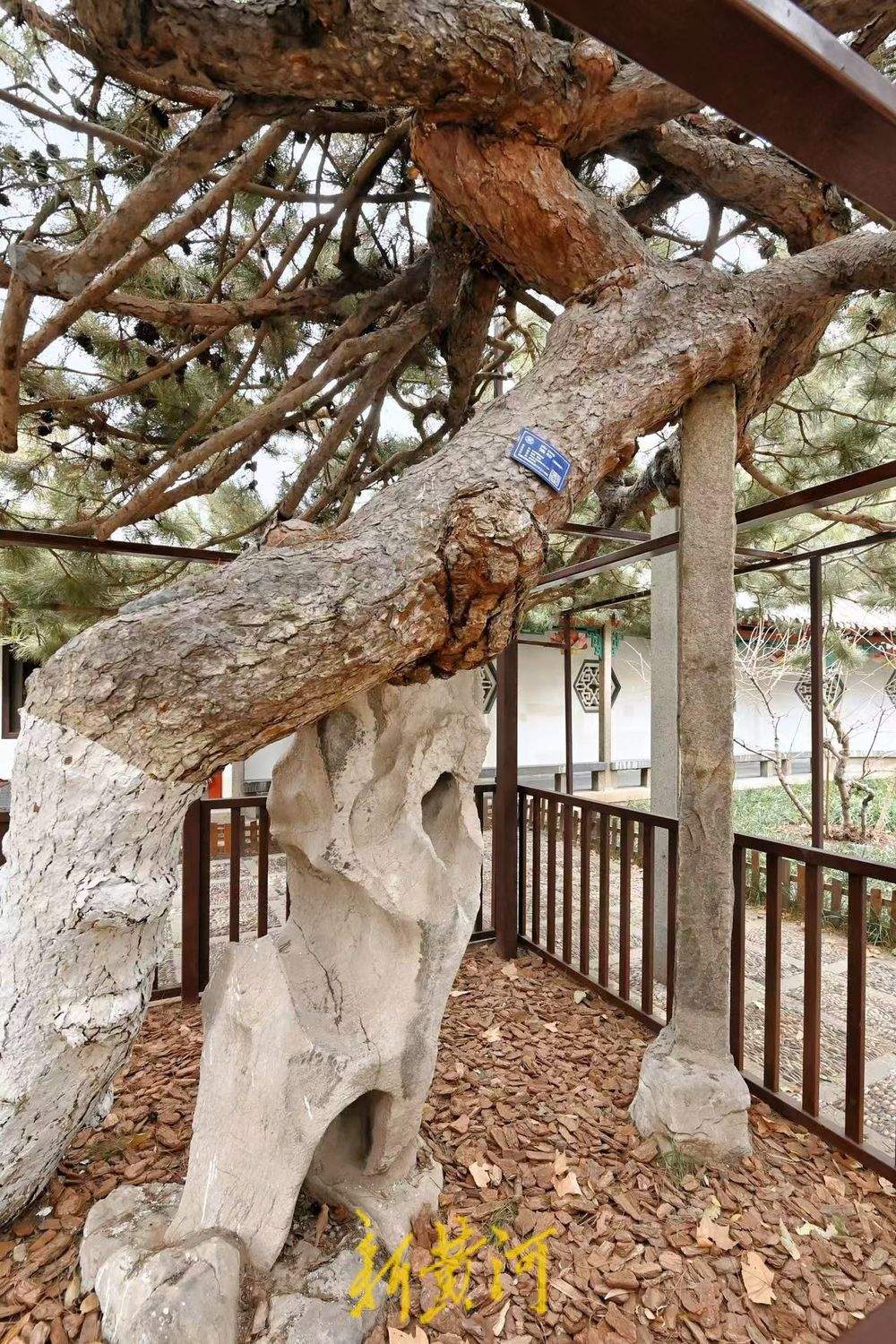 一年四季 泉在济南｜济南趵突泉景区内百年油松复壮，焕发盎然生机