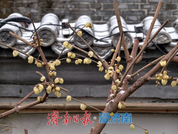 一年四季 泉在济南丨趵突泉畔，踏雪寻“梅”