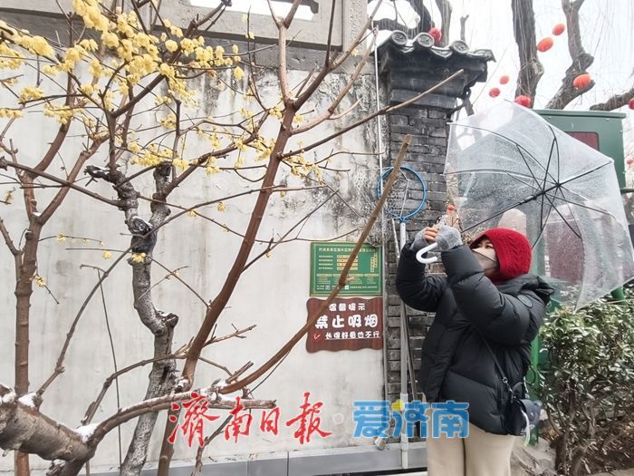 一年四季 泉在济南丨趵突泉畔，踏雪寻“梅”