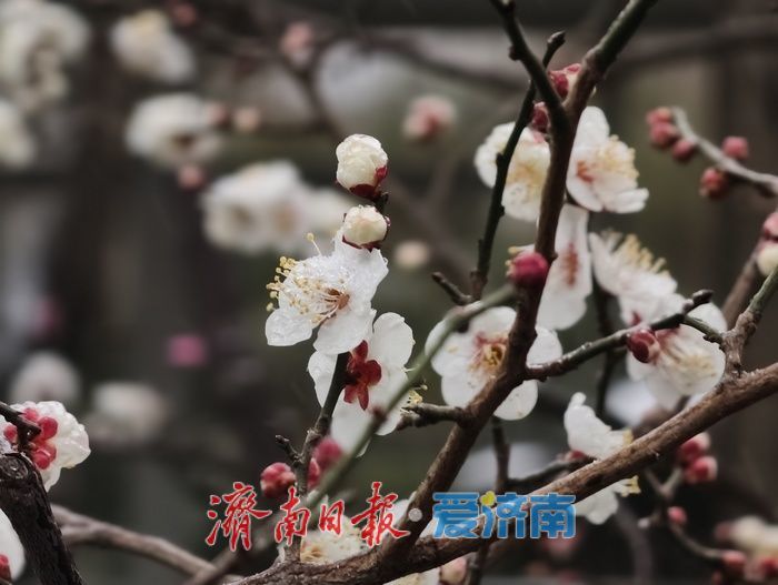 一年四季 泉在济南丨趵突泉畔，踏雪寻“梅”