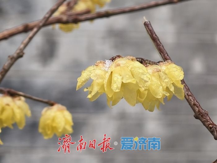 一年四季 泉在济南丨趵突泉畔，踏雪寻“梅”