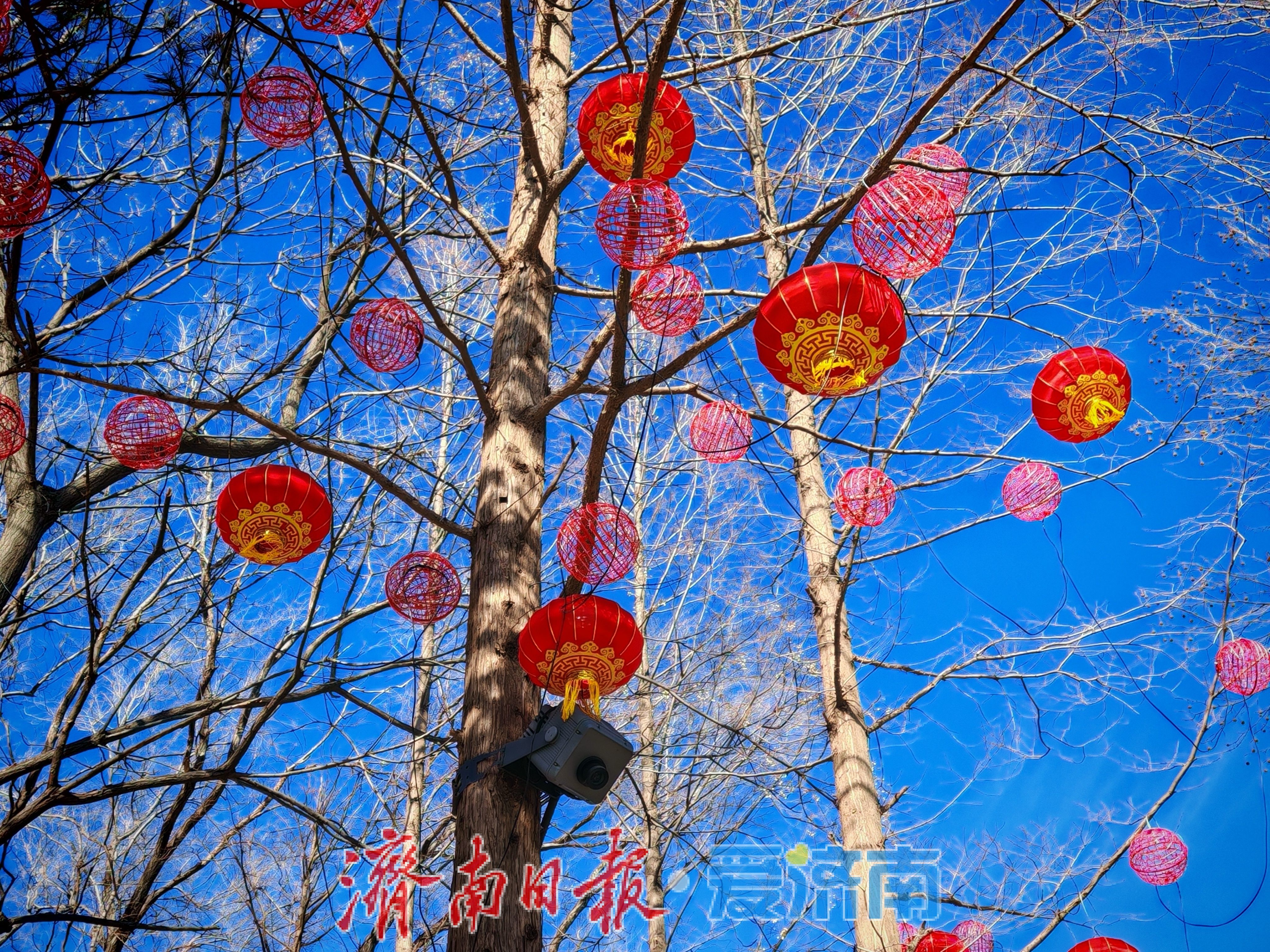 一年四季 泉在济南丨大明湖畔灯笼红 泉城迎春氛围渐浓