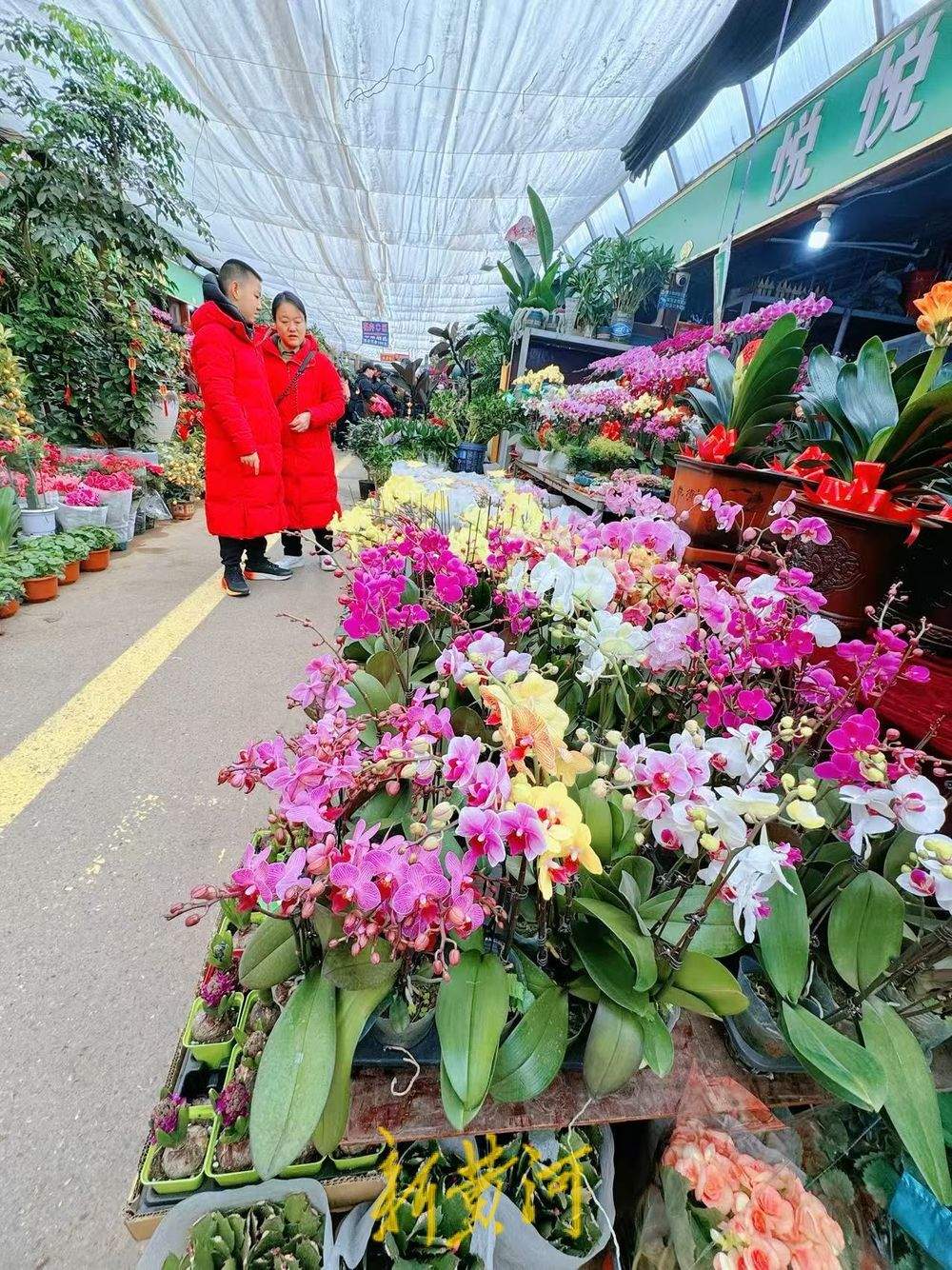 年味渐浓 济南年宵花迎销售旺季