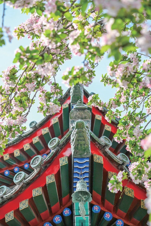 济南赏花经济绽放文旅新活力-近年