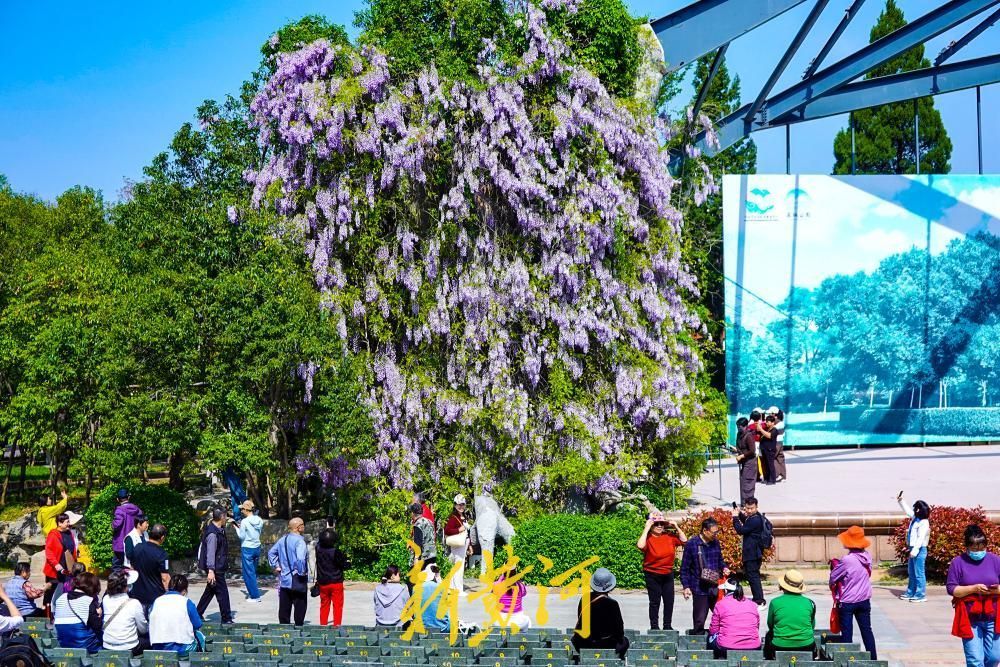 泉城解锁“紫色浪漫” 花海如瀑醉游人