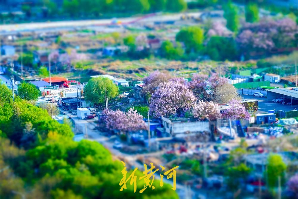 泉城解锁“紫色浪漫” 花海如瀑醉游人