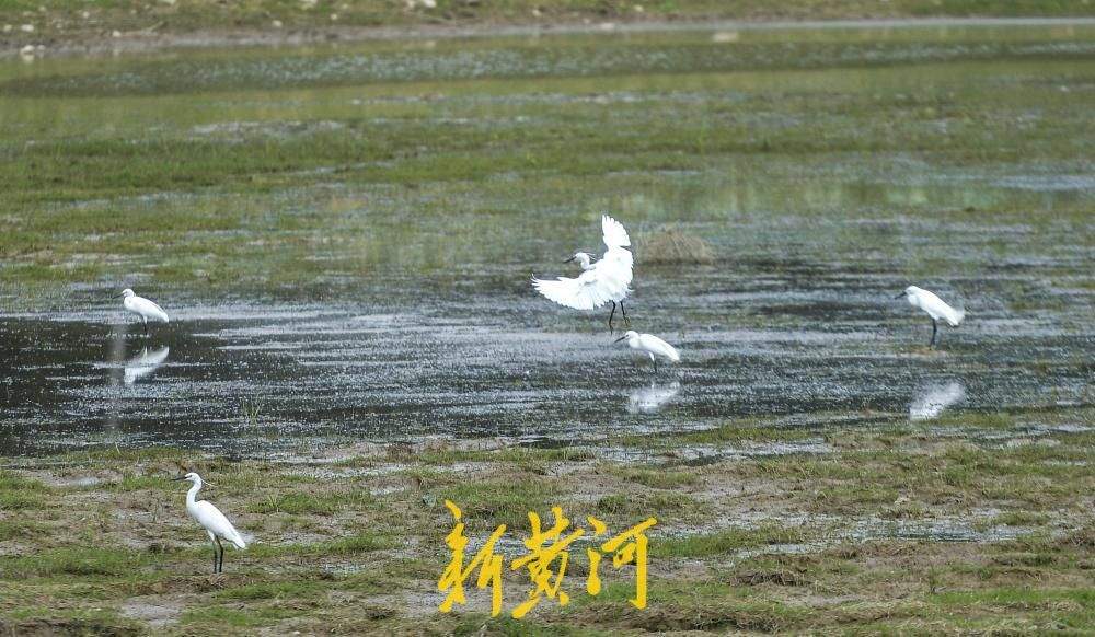 济南玉符河成“鹭鸟乐园”，约50只白鹭翩跹起舞