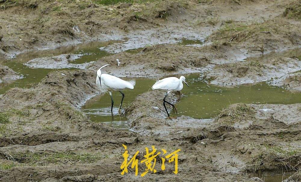 济南玉符河成“鹭鸟乐园”，约50只白鹭翩跹起舞