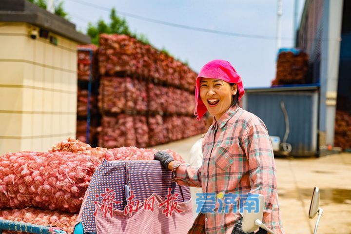 雨过天晴蒜飘香 商河白桥7万亩大蒜抢收正当时