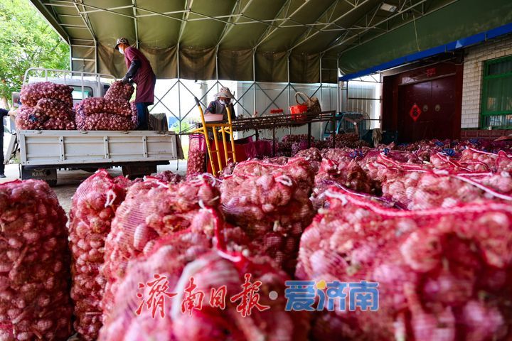 雨过天晴蒜飘香 商河白桥7万亩大蒜抢收正当时