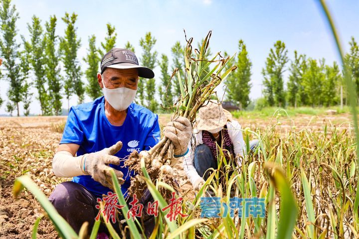 雨过天晴蒜飘香 商河白桥7万亩大蒜抢收正当时
