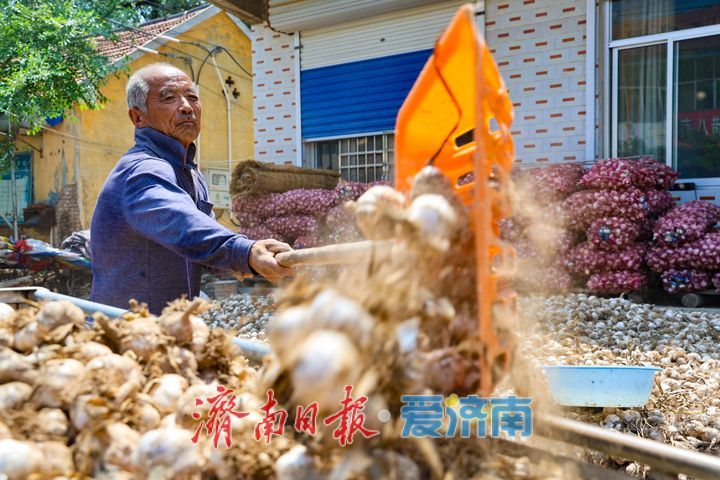 雨过天晴蒜飘香 商河白桥7万亩大蒜抢收正当时