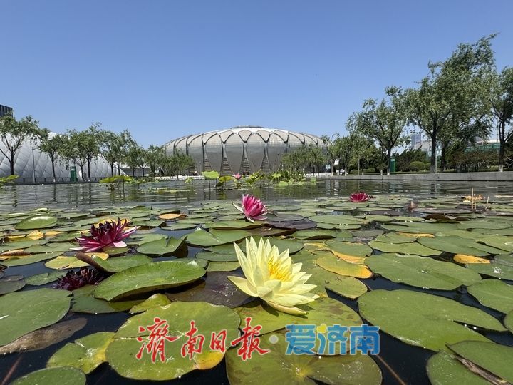 一年四季 泉在济南丨睡莲绽芳华 奥体初夏添诗意