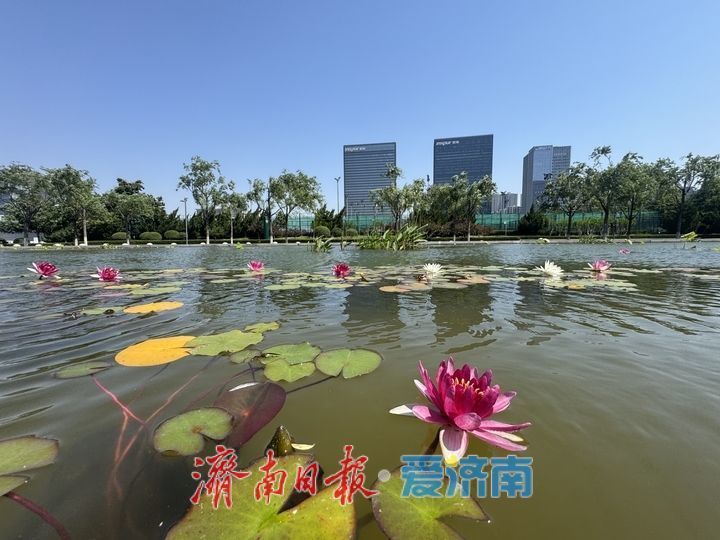 一年四季 泉在济南丨睡莲绽芳华 奥体初夏添诗意