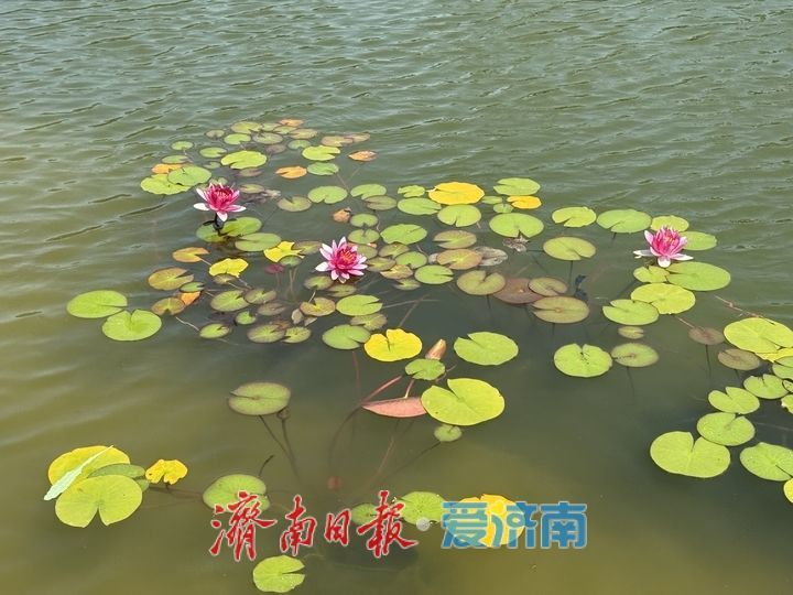 一年四季 泉在济南丨睡莲绽芳华 奥体初夏添诗意