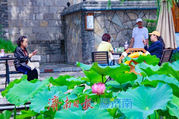 荷莲绽芳满池靚 百花洲流杯池荷莲次第盛放
