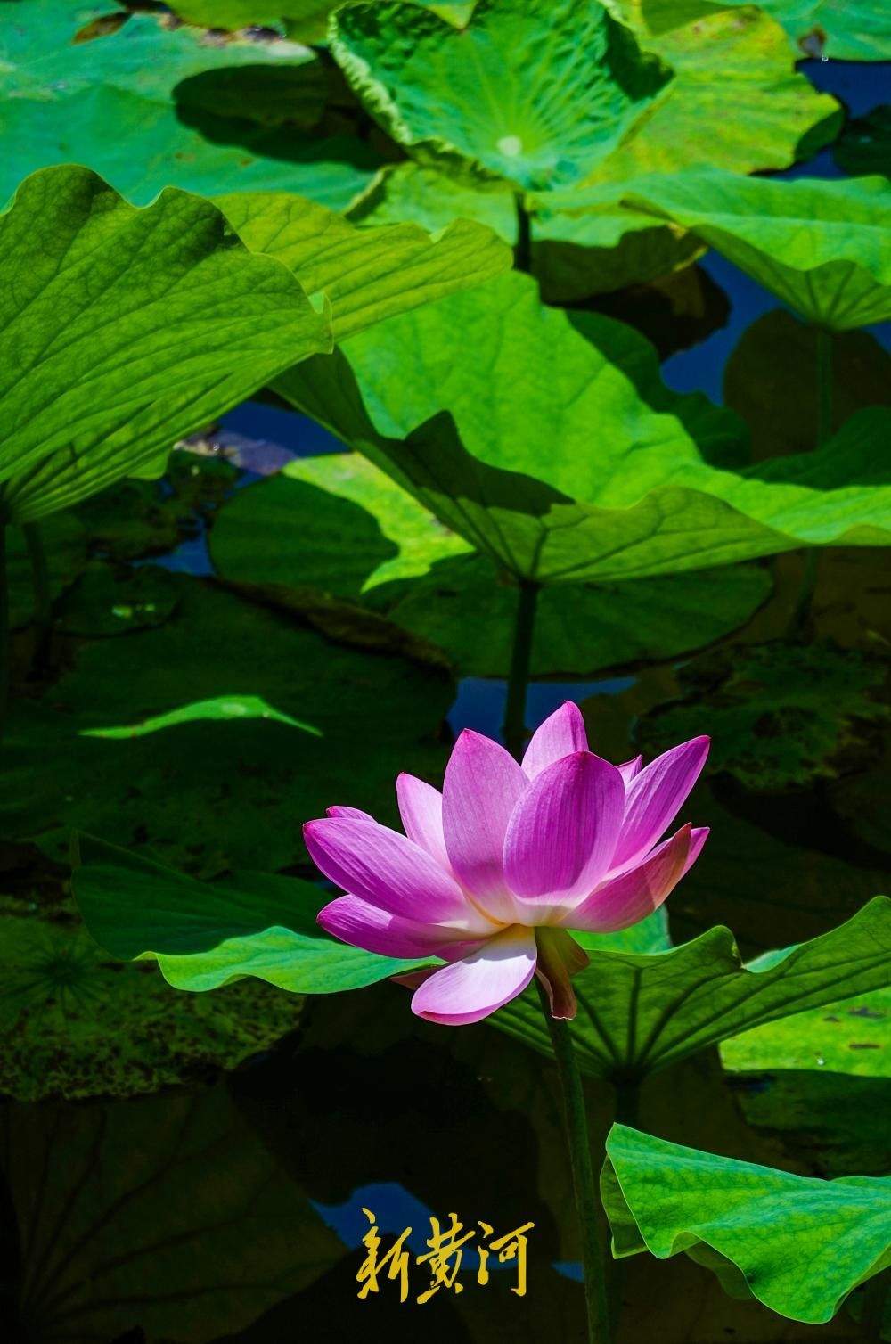 一年四季 泉在济南丨荷香消夏暑，大明湖荷花盛放成避暑热门地标