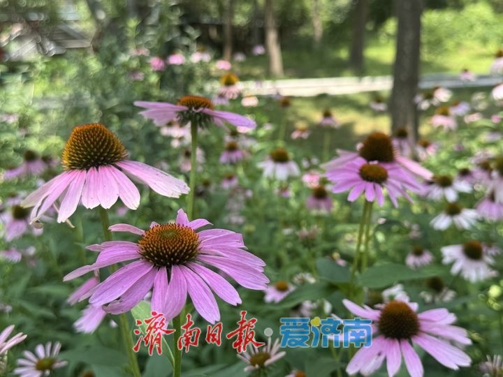 泉城公园夏花盛放 尽显泉城夏日风情