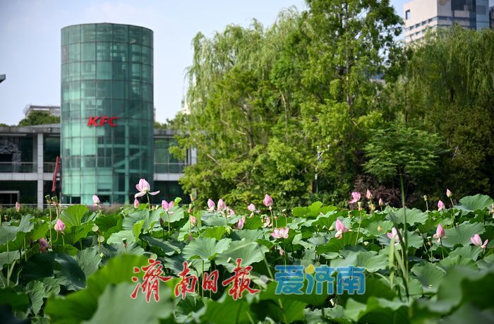夏日限定美景上线 泉城公园荷塘绿意飘香