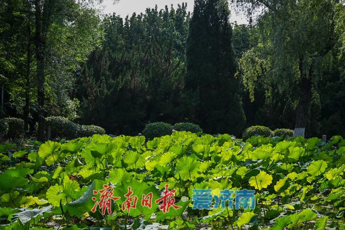 夏日限定美景上线 泉城公园荷塘绿意飘香
