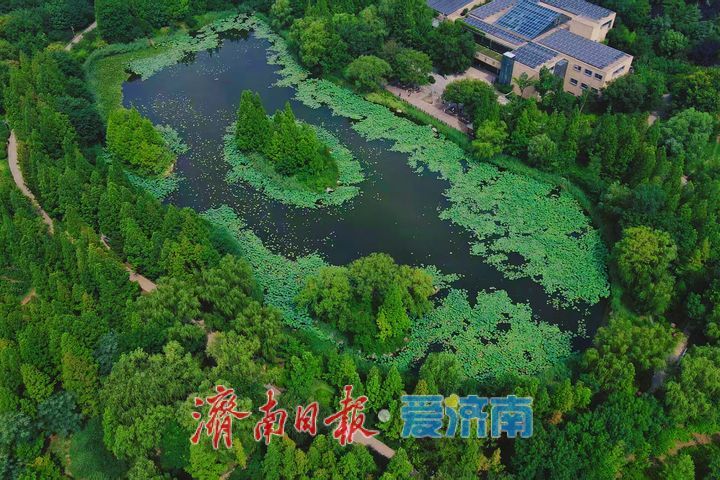 夏染林海风光好 一园青翠醉游人