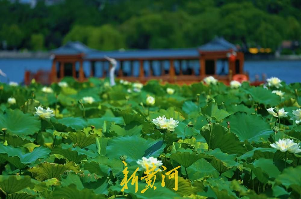 大明湖荷花绽放扮靓泉城盛夏