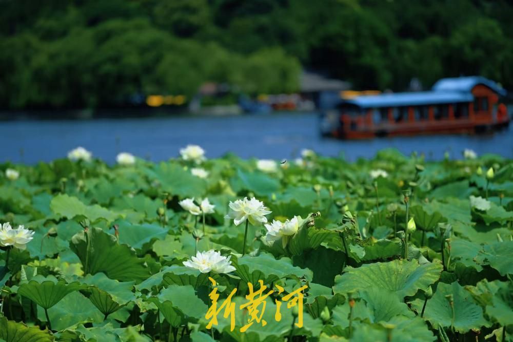 大明湖荷花绽放扮靓泉城盛夏