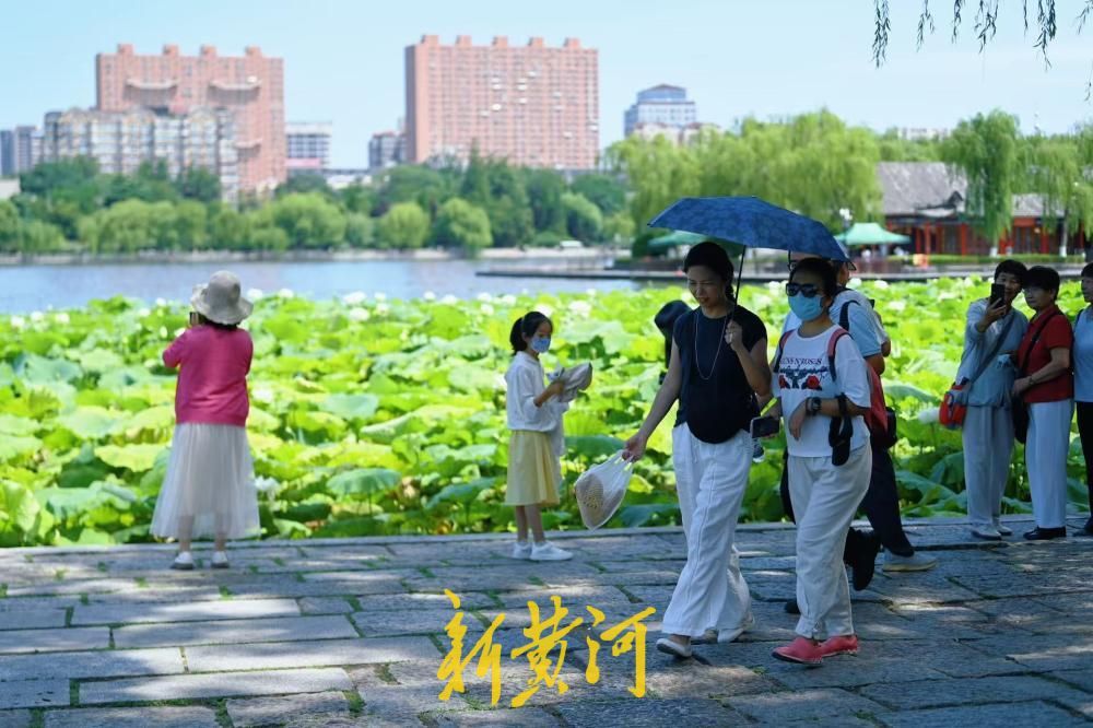 大明湖荷花绽放扮靓泉城盛夏
