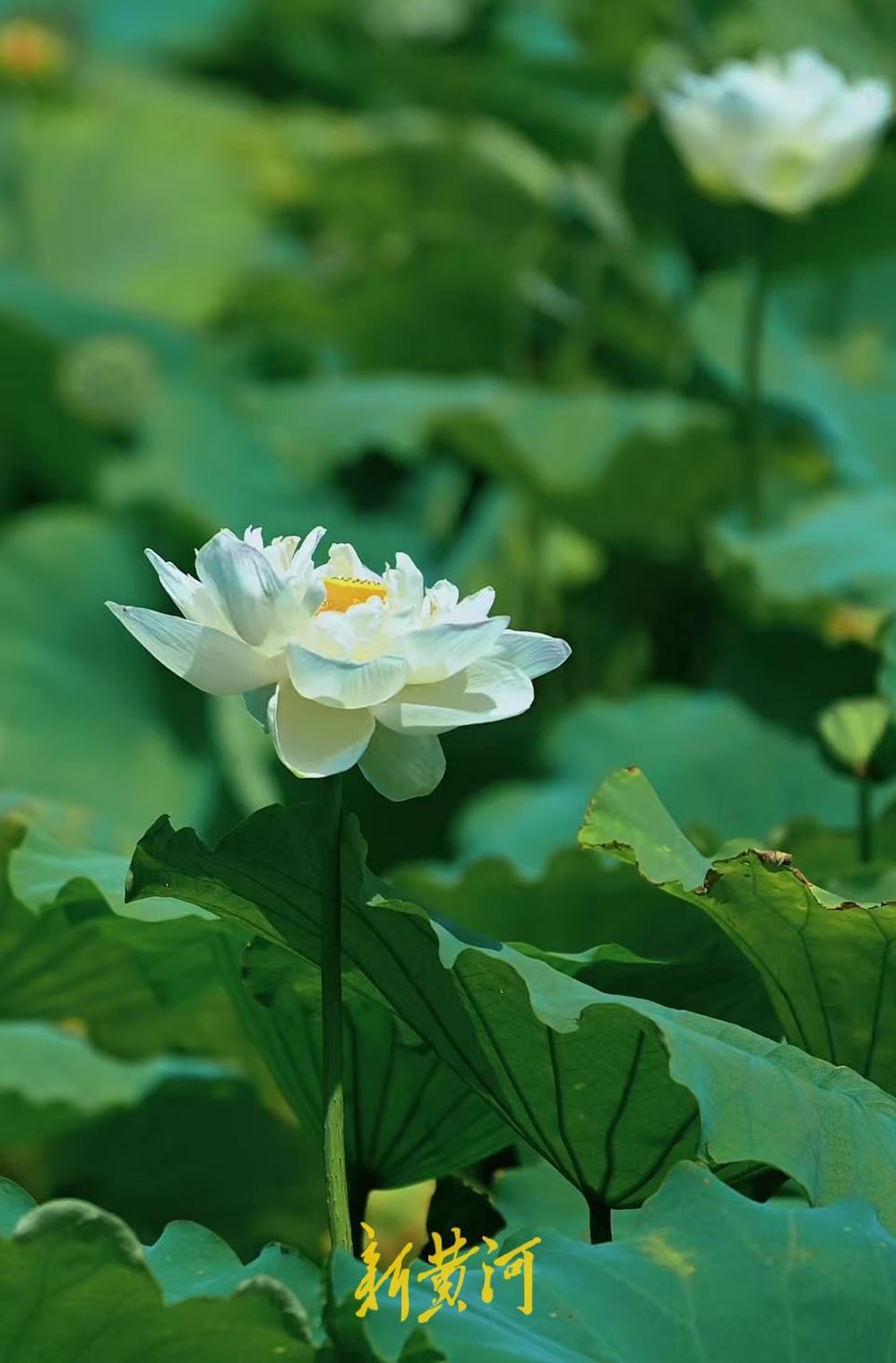 大明湖荷花绽放扮靓泉城盛夏