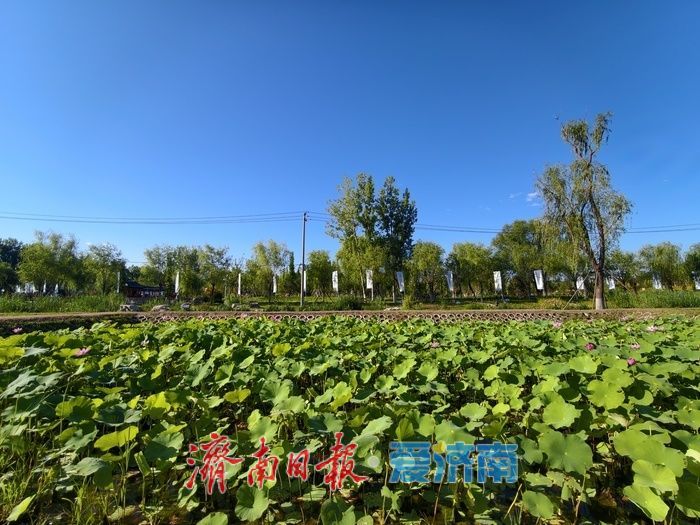 一年四季 泉在济南|泉水浸润,灰泉荷塘绘就盛夏画卷