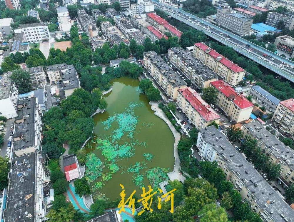 济南闹市藏幽境 一潭青绿醉盛夏