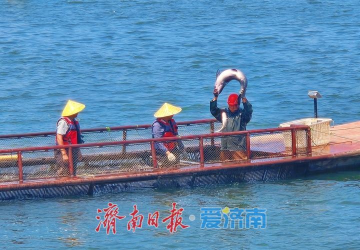 鱼跃满舱迎盛夏!济南雪野湖开渔捕鱼绘就生态丰收图景