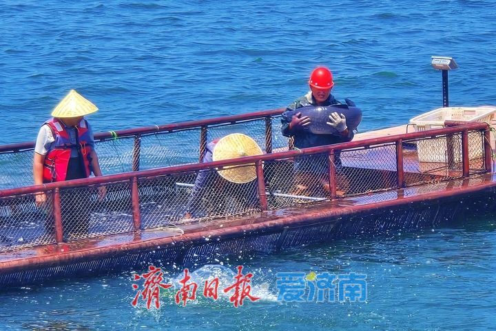 鱼跃满舱迎盛夏!济南雪野湖开渔捕鱼绘就生态丰收图景