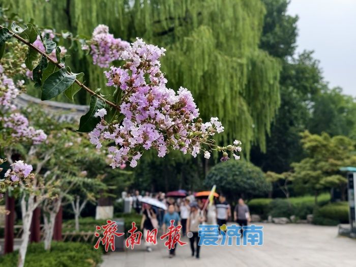 一年四季 泉在济南丨垂柳映繁花,紫薇装点大明湖盛夏时光